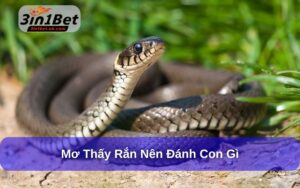 Mơ thấy rắn đánh con gì