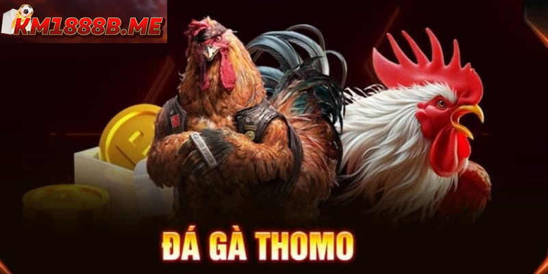 Đá Gà Thomo – Trường Gà Nổi Tiếng Hấp Dẫn Người Chơi Nhiều giống gà chiến mạnh mẽ, thi đấu đầy quyết liệt