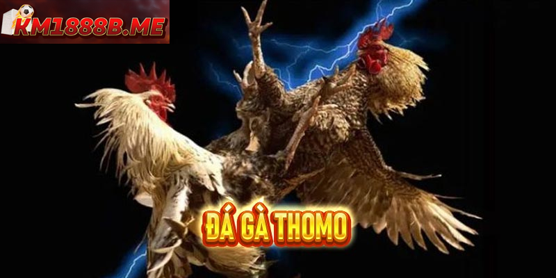 Đá Gà Thomo – Trường Gà Nổi Tiếng Hấp Dẫn Người Chơi Trận đấu kịch tính, gay cấn mang lại trải nghiệm cuốn hút