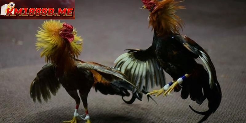Đá Gà Thomo – Trường Gà Nổi Tiếng Hấp Dẫn Người Chơi Đá gà Thomo nổi tiếng, thu hút đông đảo người chơi